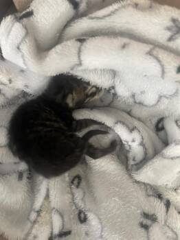 PLUTO -  Domestic Short Hair Cat for Adoption in Dallas, Texas - PLUTO | PetCurious