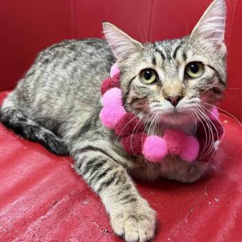 Tabitha -  Domestic Short Hair Cat for Adoption in Lemont, Illinois - Tabitha | PetCurious