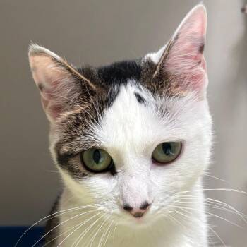 Domestic Short Hair Cats Available for Adoption in East Hanover, New Jersey - Angie | PetCurious
