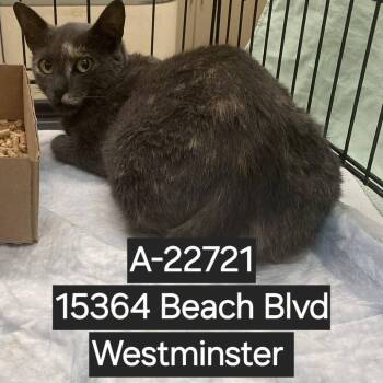 WAGS-Stray-22721 -  Domestic Short Hair Cat for Adoption in Westminster, California - WAGS-Stray-22721 | PetCurious