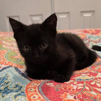 Teddy -  Domestic Short Hair Cat for Adoption in Mount Laurel Township, New Jersey - Teddy | PetCurious