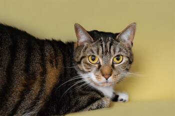 Rescue Domestic Short Hair Cats for Adoption in Fort Lauderdale, Florida - MIA | PetCurious