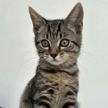 Rescue Domestic Short Hair Cats for Adoption - Gnocchi | PetCurious