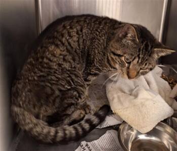 GEOFFERY -  Domestic Short Hair Cat for Adoption in Hagerstown, Maryland - GEOFFERY | PetCurious