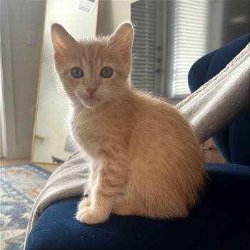 Domestic Short Hair Cats Available for Adoption in Austin, Texas - Prometheus 2 | PetCurious