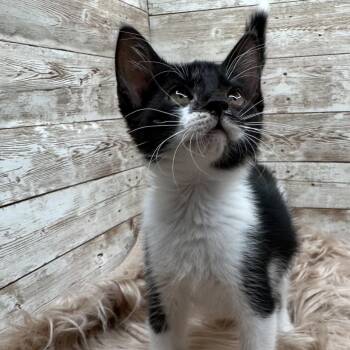 Mysaria -  Domestic Short Hair Cat for Adoption in Lexington, Kentucky - Mysaria | PetCurious