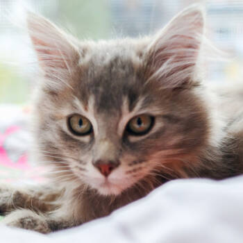 Rescue Domestic Long Hair Cats for Adoption in Montreal, Quebec - Grisette (Cassonade/Collier Jaune) | PetCurious