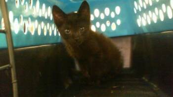 A1266382 -  Domestic Short Hair Cat for Adoption in Charlotte, North Carolina - A1266382 | PetCurious