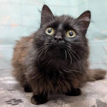 Domestic Medium Hair Cats Available for Adoption in Spokane, Washington - Baby Chicken | PetCurious