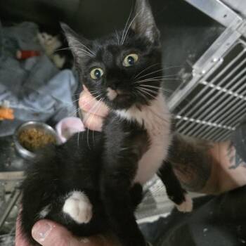 Geo -  Domestic Short Hair Cat for Adoption in Sioux Falls, South Dakota - Geo | PetCurious