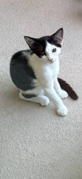 Snoopy -  Domestic Short Hair Cat for Adoption in Alafaya, Florida - Snoopy | PetCurious