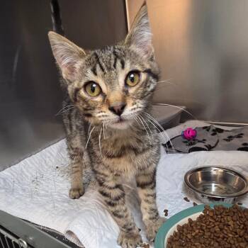 Roosevelt -  Domestic Short Hair Cat for Adoption in Belfair, Washington - Roosevelt | PetCurious