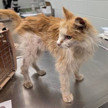 Corvette -  Domestic Long Hair Cat for Adoption in Chattanooga, Tennessee - Corvette | PetCurious