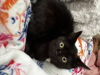 Airplane Mode -  Domestic Short Hair Cat for Adoption in Fruit Heights, Utah - Airplane Mode | PetCurious