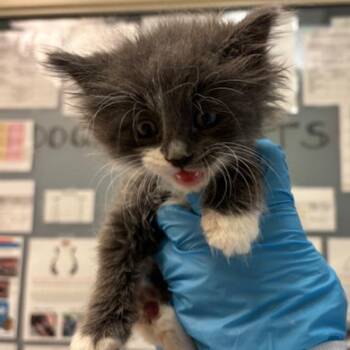 Daisy -  Domestic Long Hair Cat for Adoption in Murray, Utah - Daisy | PetCurious