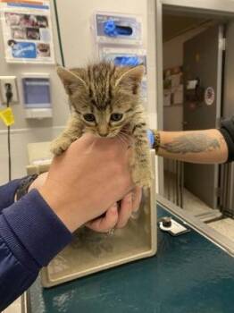 Domestic Short Hair Cats Available for Adoption in Gastonia, North Carolina - Red Band | PetCurious