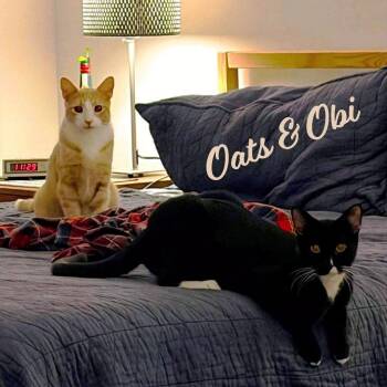 Tuxedo and Tabby Cats Available for Adoption in Houston, Texas - Oats & Obi #bonded-brothers | PetCurious