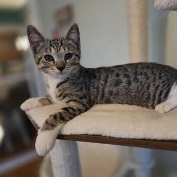 Percy -  Domestic Short Hair Cat for Adoption in Buffalo, New York - Percy | PetCurious