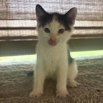 Kenobi -  Domestic Short Hair Cat for Adoption in Yorktown, Indiana - Kenobi | PetCurious