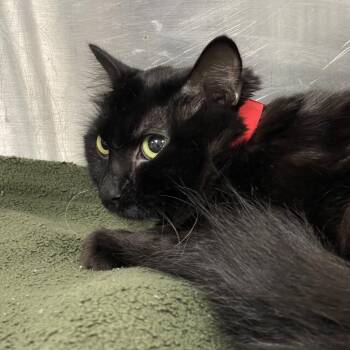 Quinn -  Domestic Medium Hair Cat for Adoption in Tulsa, Oklahoma - Quinn | PetCurious