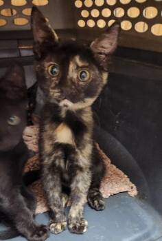 Kitten 28220 (Jillian) -  Tortoiseshell Cat for Adoption in Parlier, California - Kitten 28220 (Jillian) | PetCurious