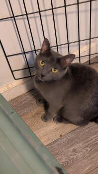 Domestic Short Hair Cats Available for Adoption in Plymouth, Michigan - Gray Mom- Momma Cat | PetCurious