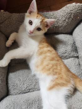 Rescue Domestic Short Hair Cats for Adoption in Beckley, West Virginia - Jake | PetCurious