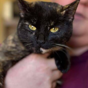 Domestic Short Hair Cats Available for Adoption - Clover | PetCurious