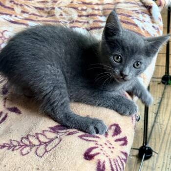 Blue Ivy -  Domestic Short Hair Cat for Adoption in Los Angeles, California - Blue Ivy | PetCurious