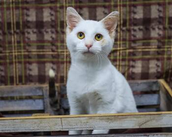 Rescue Domestic Short Hair Cats for Adoption in Lancaster, Ohio - Moonstone | PetCurious