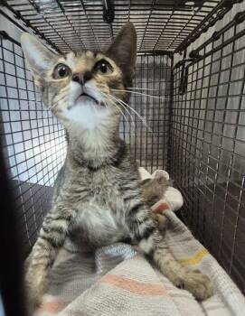 PRIMAVERA -  Domestic Short Hair Cat for Adoption in San Antonio, Texas - PRIMAVERA | PetCurious