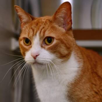 Solomon (Solly) -  Domestic Short Hair Cat Available for Adoption in Manhattan, Kansas - Solomon (Solly) | PetCurious