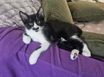 MARCEL -  Domestic Short Hair Cat for Adoption in Burbank, California - MARCEL | PetCurious