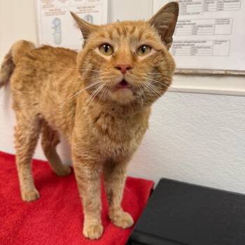 Domestic Short Hair Cats Available for Adoption in Philadelphia, Pennsylvania - Pole Bean | PetCurious