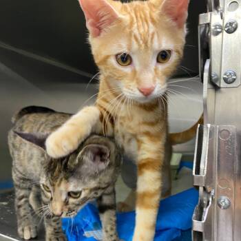Rescue Domestic Short Hair Cats for Adoption in Waltham, Massachusetts - Cardamom & Butternut | PetCurious
