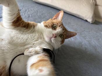 Rescue Domestic Short Hair Cats for Adoption in Palm Coast, Florida - Budders... | PetCurious