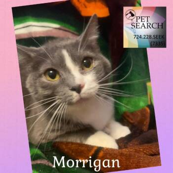 Rescue Domestic Short Hair Cats for Adoption in Washington, Pennsylvania - Morrigan | PetCurious