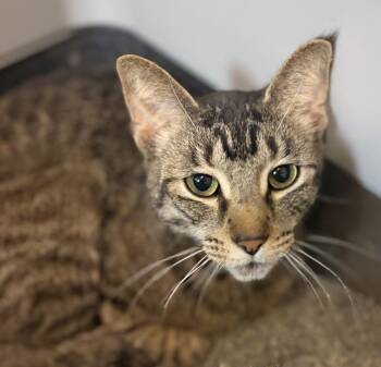 Terri -  Domestic Short Hair Cat for Adoption - Terri | PetCurious