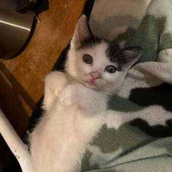 Bull -  Domestic Short Hair Cat for Adoption in Janesville, Wisconsin - Bull | PetCurious