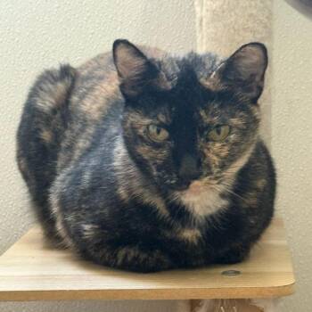 Lucinda -  Domestic Short Hair Cat Available for Adoption in Brea, California - Lucinda | PetCurious