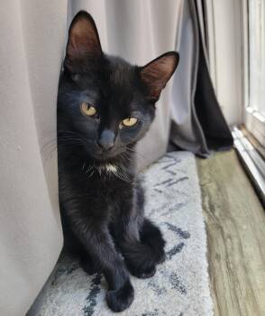 Wheeler -  Domestic Short Hair Cat for Adoption in Lombard, Illinois - Wheeler | PetCurious