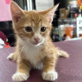 Hobbes -  Domestic Long Hair Cat for Adoption in San Antonio, Texas - Hobbes | PetCurious