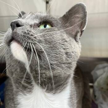 Footloose -  Domestic Short Hair Cat for Adoption in La Grange, Kentucky - Footloose | PetCurious