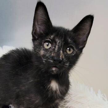 CHANEL -  Domestic Short Hair Cat for Adoption in Sandy Springs, Georgia - CHANEL | PetCurious