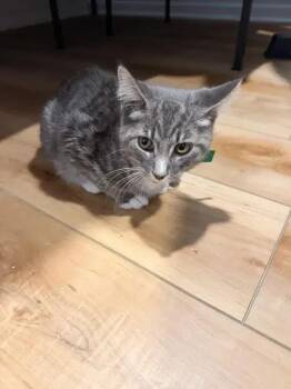 Noir -  Domestic Short Hair Cat for Adoption in Wyoming, Michigan - Noir | PetCurious