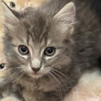 Domestic Long Hair Cats Available for Adoption in Buellton, California - Bluebell | PetCurious