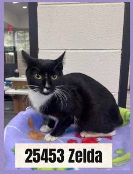 Rescue Domestic Short Hair Cats for Adoption in Dalton, Georgia - Zelda | PetCurious