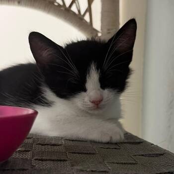 Bella -  Domestic Short Hair Cat for Adoption in NEW PT RICHEY, Florida - Bella | PetCurious