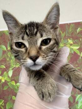 Carnival -  Domestic Short Hair Cat for Adoption in San Antonio, Texas - Carnival | PetCurious