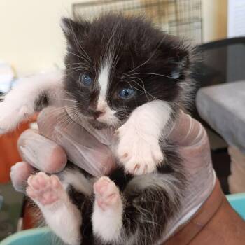 Frankenberry -  Domestic Short Hair Cat for Adoption in Lynchburg, Virginia - Frankenberry | PetCurious